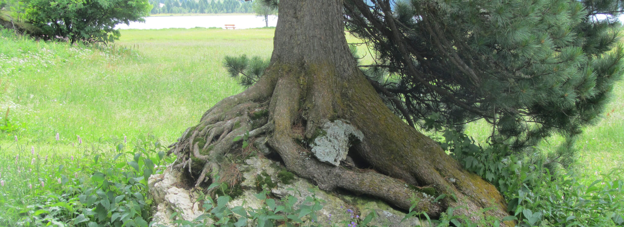 Baum mit Wurzeln Geomantie