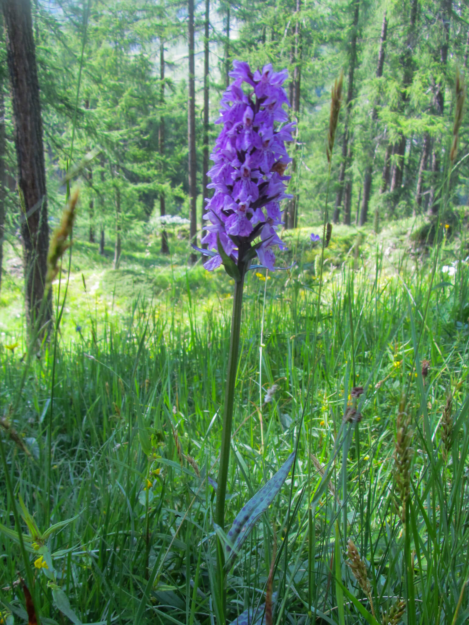 Lila Blume im Wald