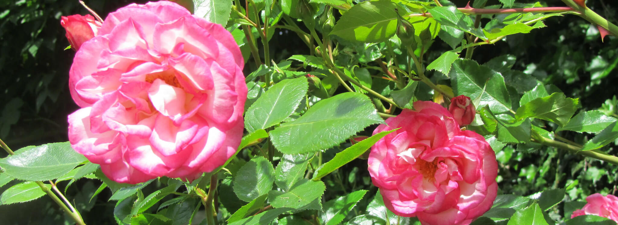 Rosa Blume in Garten
